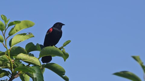 Red-winged Blackbird (Agelaius phoeniceus) male chirping while perched on a bush, Florida, USA