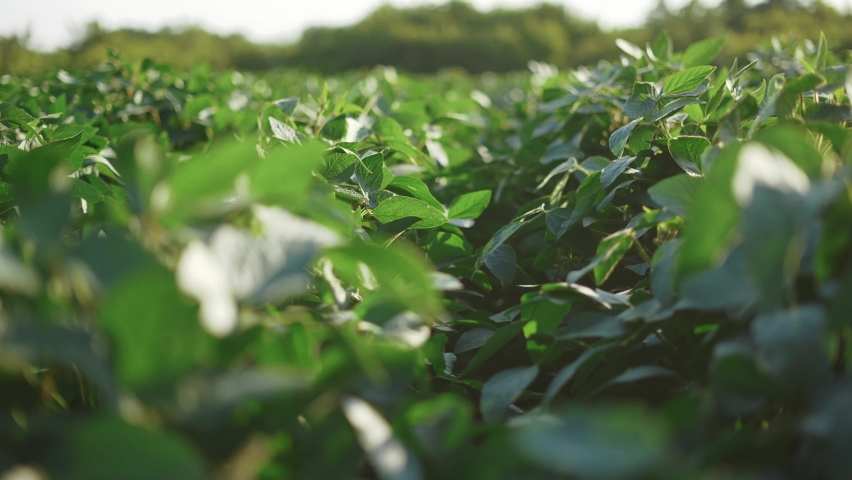 soybean soy field of green plants a general plan nature agriculture. organic farming. agriculture plantation business farm concept sunlight. soy vegetable healthy food agriculture Royalty-Free Stock Footage #1090924291