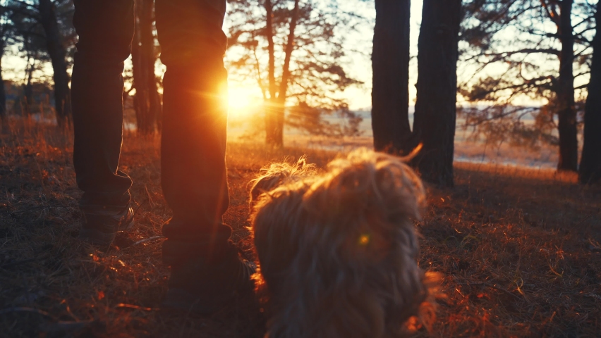 hiker feet walking the dog in the park. travel forest concept. of a leg man walking with journey a dog in the park in the forest. pet dog walk concept. hiker sneakers walking close-up park sunlight Royalty-Free Stock Footage #1090924299