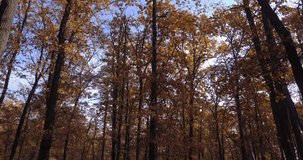 Moving through an old dense forest with tall trees in the fall season. The autumn colors.. 4K aerial video.