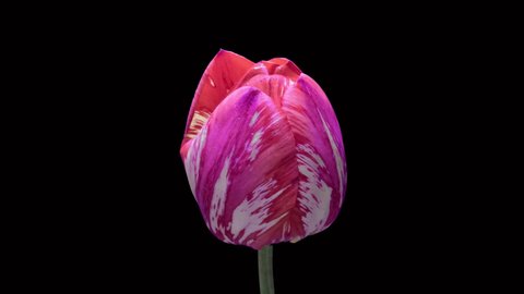 Tulip. Time Lapse of bright yellow red colorful tulip flower blooming on purple or violet background. Time lapse tulip bunch of spring flowers opening, close-up. Holiday bouquet. 4K video
