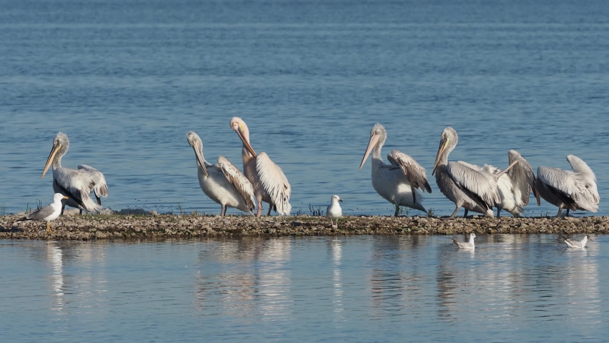 flock of dalmatian pelicans (Pelecanus crispus on Techirghiol Lake, Romania Royalty-Free Stock Footage #1090927077