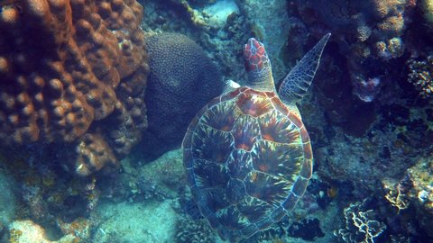 Hawksbill sea turtle swims under water on the background of coral reefs. Scuba dive on wildlife. Underwater marine life tropical turtle in wild nature.