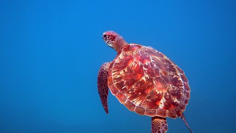 Hawksbill sea turtle glides in blue ocean while diving and snorkeling underwater with the great turtle animal. Exotic island vacation with snorkeling. Wildlife on the tropical coral reef.