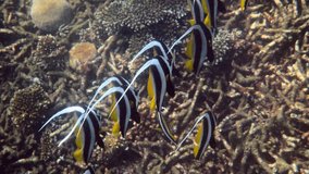 Undersea view of school of longfin bannerfish in beautiful coral reefs in Thailand. Group of striped sea fishes on snorkeling or diving. Underwater video of wildlife sea world. Save eco concept