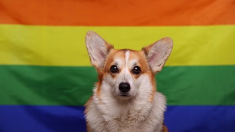 A happy corgi dog smiling in front of a rainbow LGBT flag. Concept of equality, happiness, freedom, love of a same-sex couple, 4K. 