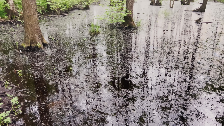 poplar fluff on the surface of the water in the pond of the park, the reflection of trees on the water