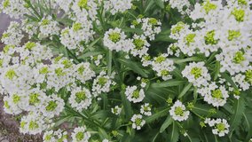 Flowering white flowers on green stems sway in the wind, bees fly from flower to flower