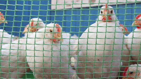Close-up of young white hens and cockerels in a cage on a poultry farm. Growing poultry farming.