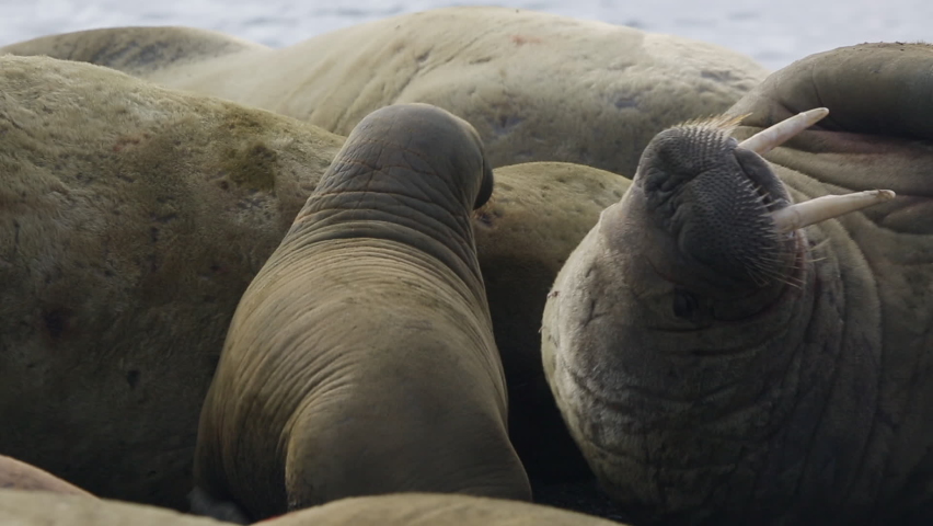 Group of walruses relax on shore of Arctic Ocean in Svalbard. Wildlife. Dangerous animals in Nordic badlands. Unique footage on background natural landscape and snow mountains of Spitsbergen.