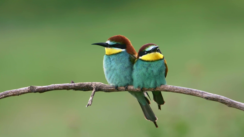 Two cute, colorful European bee-eater birds perched on a branch. Royalty-Free Stock Footage #1090933717
