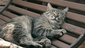 Stray cat sleeps on a bench. Striped tired cat is resting on a bench on the street. Portrait of big striped homeless cat lying sleeping relaxing outdoors close up - Powered by Shutterstock - Get 15% off with code: PIKWIZARD15