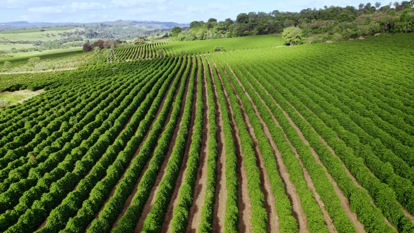 Aerial view of a coffee farm. Coffee plantation. Coffee growing. Cinematic 4K