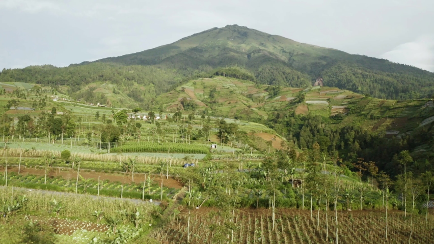 Beautiful aerial view of growing farmland with Sumbing mount background. Shot in 4k resolution