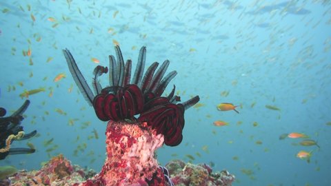 crinoid hanging from the reef