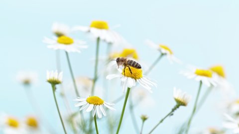 Flying bee gathering pollen from daisy flower. Filmed on high speed cinema camera, 1000fps.