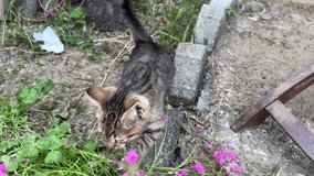 kittens, beautiful cute baby cat or kitten smells everything to find something at garden in a sunny day. domestic pets or animals concept 4k video. funny small cat playing or searching at garden