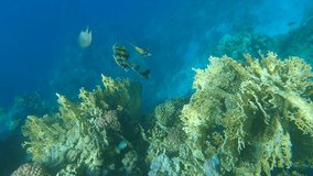 VERTICAL VIDEO: Tropical fish swims near beautiful coral reef. School of Red Sea Bannerfish (Heniochus intermedius) and other species of fishes on coral reef. Underwater life on the coral reef.