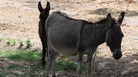 Baby donkey and mother donkey together slow motion