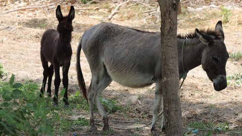 Baby donkey and mother donkey together slow motion