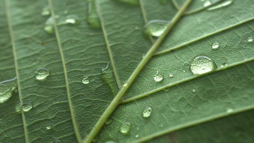 Macro Leaf Texture With Raindrops Slider Shot | Shutterstock HD Video #1090946499