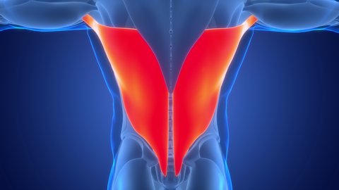 38 Muscles Anatomy Latissimus Dorsi Stock Video Footage - 4K and HD Video Clips | Shutterstock 38 Muscles Anatomy Latissimus Dorsi Stock Video Footage - 4K and HD Video Clips | Shutterstock