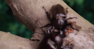 4K dolly video of male and female beetles licking sap.