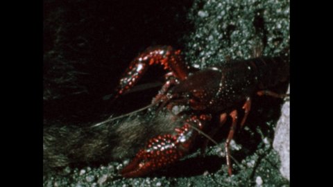 1980s: red crayfish catches raccoon on tail. Raccoon loses fish in river. versus rock crab. Crab eating. Raccoon jumps in water. Red crayfish on stones.