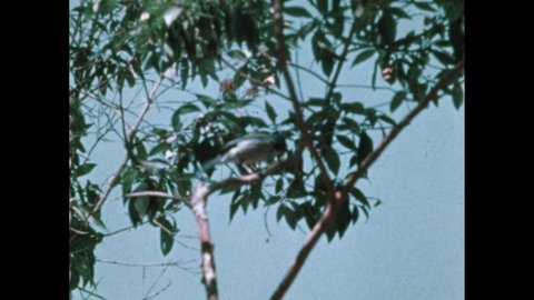 1980s: bird in tree. Raccoon walks across boulders in forest. Raccoon kit. It searches for food in forest. Baby raccoon on fallen tree trunk. in undergrowth.