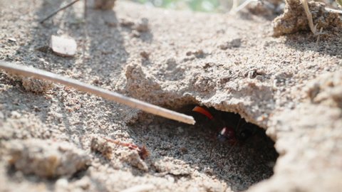 The burrow of large red ants, attack the stick, super macro