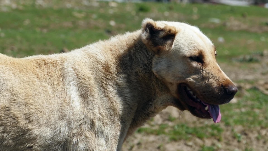 a panting dog, a dog breathing fast, a tired dog breathing fast,