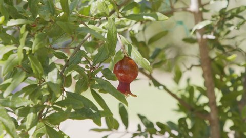 Organic agriculture - covering young pomegranate on a tree with a bag for pest prevention