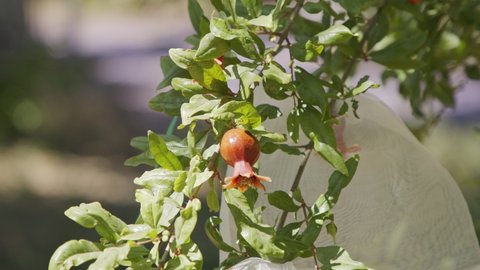 Organic agriculture - covering young pomegranate on a tree with a bag for pest prevention