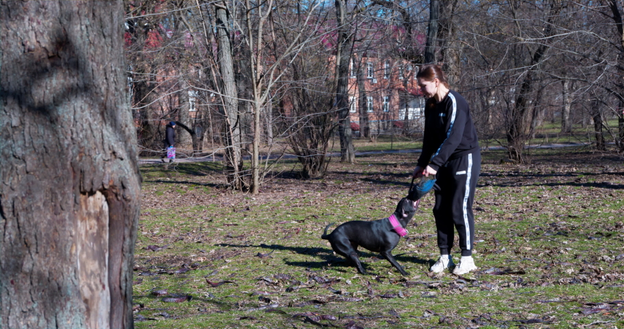 American pit bull terrier has firmly clung with its teeth to tug toy held by owner or handler. Woman starts spinning around her axis, spinning dog at the same time. Unusual game or workout