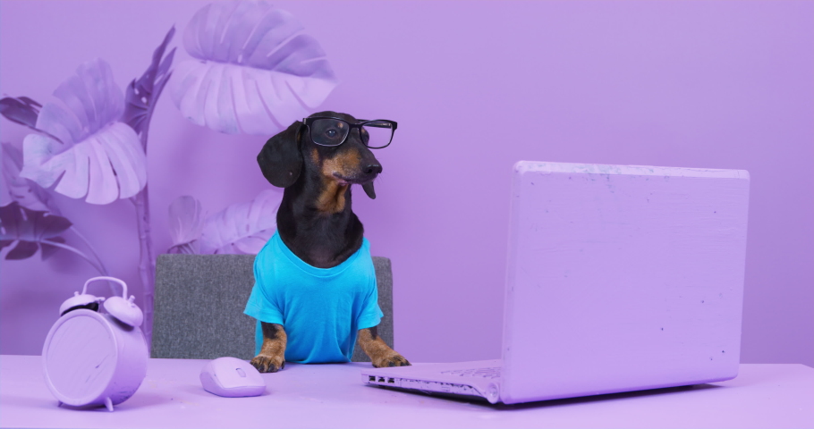 Dachshund dog in blue T-shirt and glasses sits at teacher desk and looks at laptop screen. Interior of room is all in very rich color. Pet training courses online. Dog leads lesson in lilac room. Royalty-Free Stock Footage #1090961393