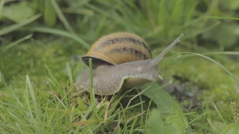 A snail crawls in the grass close-up. Snail in the grass. Helix Aspersa snail in the grass close-up. Beautiful snail in the grass close-up