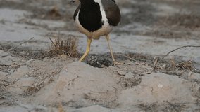 lapwing in the nest with juvenile and an egg in the nest 