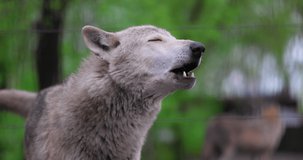 Portrait of a grey wolf Canis Lupus in summer forest. Portrait of Predator. Relationship and behavior of wolves. 4K slow motion, ProRes 422, 10 bit video