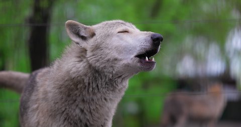 Portrait of a grey wolf Canis Lupus in summer forest. Portrait of Predator. Relationship and behavior of wolves. 4K slow motion, ProRes 422, 10 bit video
