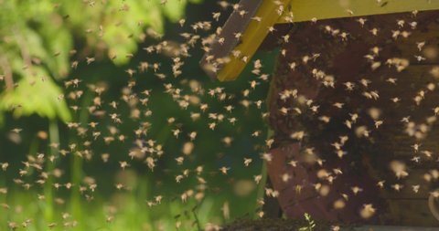 Bee swarm, close-up view, slow-motion