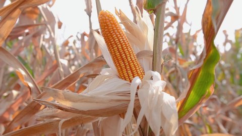 yellow dry ripe ear of maize corn crop on stalk in agricultural plantation ready for harvest in wind blows with sunlight, cereal plant, animal feed agricultural industry, biofuel, slow motion
