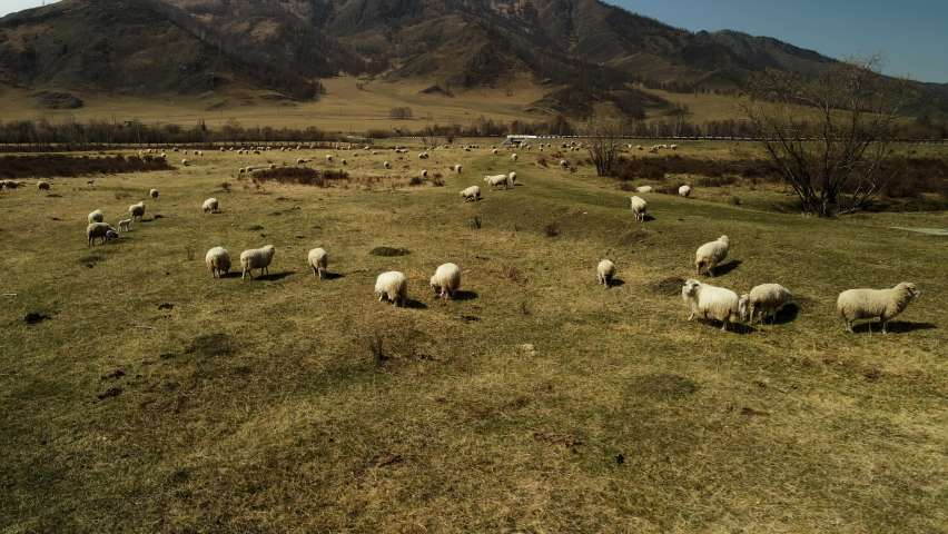 Lots of sheep grazing in the mountain meadow. Mountain summer landscapes. Aerial photography of sheep covered with thick wool. | Shutterstock HD Video #1090974581