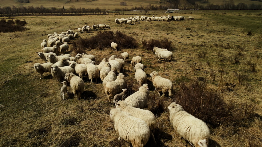 A close angle near the sheep. Sheep graze in a meadow without grass. Aerial 4k. | Shutterstock HD Video #1090974585