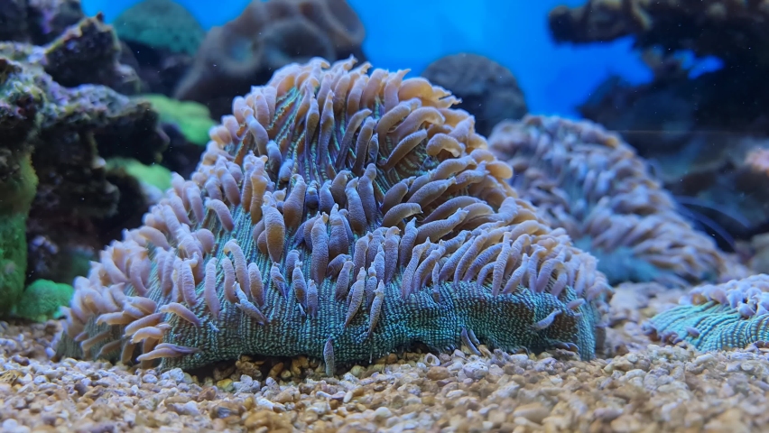 Sea anemone under the sea.  | Shutterstock HD Video #1090979303