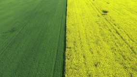 4k video. Two agriculture fields with different plant, wheat and rapeseed. Beautiful and geometric agriculture landscape texture. Green and yellow color great for background. Farming and agriculture.