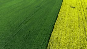4k video. Two agriculture fields with different plant, wheat and rapeseed. Beautiful and geometric agriculture landscape texture. Green and yellow color great for background. Farming and agriculture.