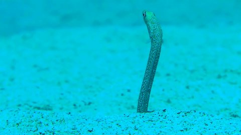 Close-up of a Garden Eel (Gorgasia sillneri) against a sandy bottom.