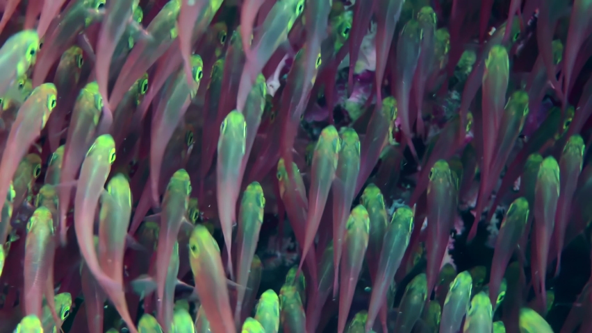 Pigmy sweeper (Parapriacanthus ransonneti) forms large dense flocks in shaded areas of the reef, moving continuously, close up. Royalty-Free Stock Footage #1090983789