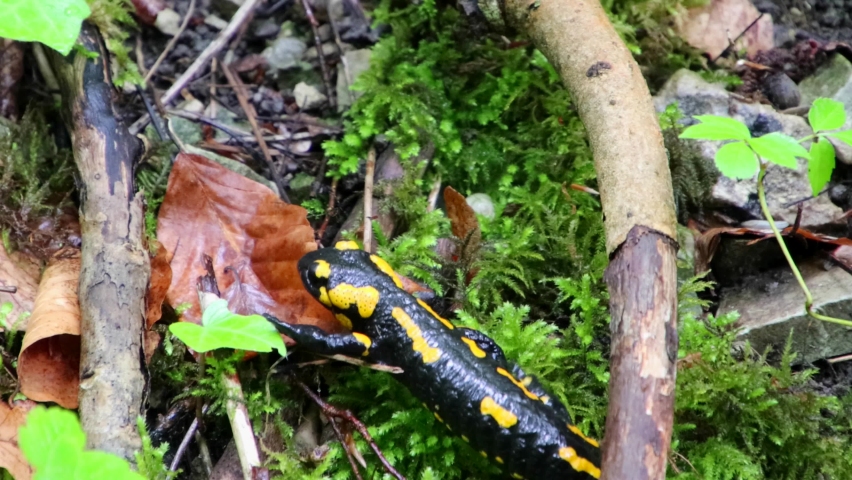 Close up of Fire Salamander crawling through rocks, leaves and moss, also called Salamandra salamandra or Feuersalamander Royalty-Free Stock Footage #1090984371