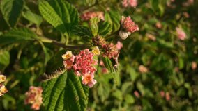 clip of a plant with vibrant flowers 
 and bush. selective focus and blur background, golden hour concept, wilderness journey intro concept, valentine's romance transition concept, wanderlust nature